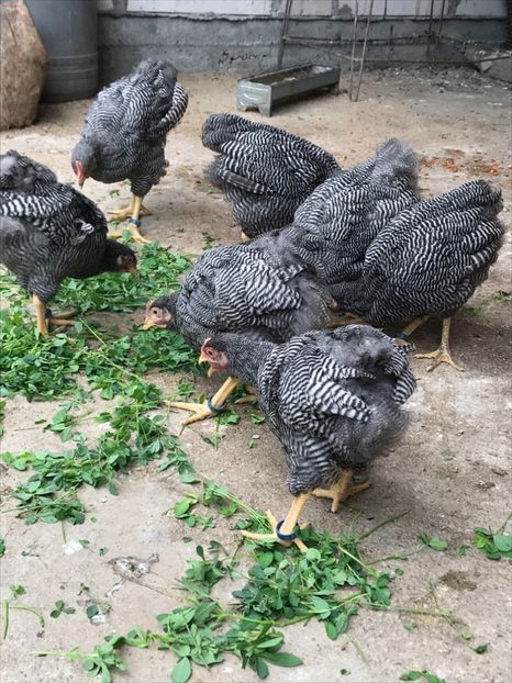 63834531-BACF-4656-BD97-CEDA304901EB - Tineret 2018