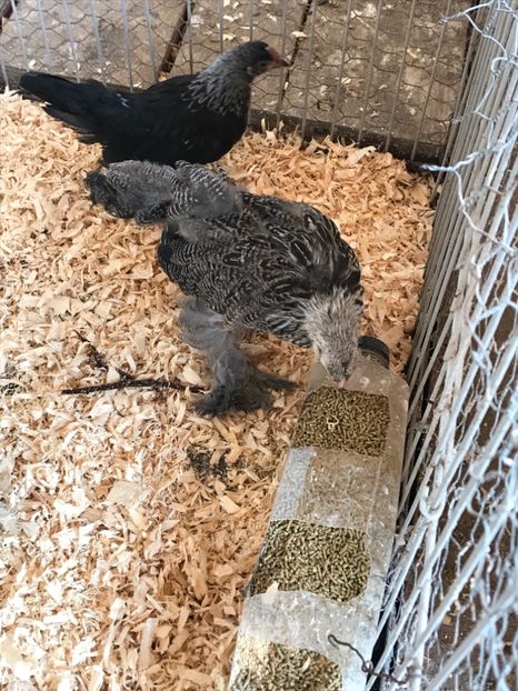 8981C21A-5496-4447-9591-E383E0BCF29C - Tineret 2018