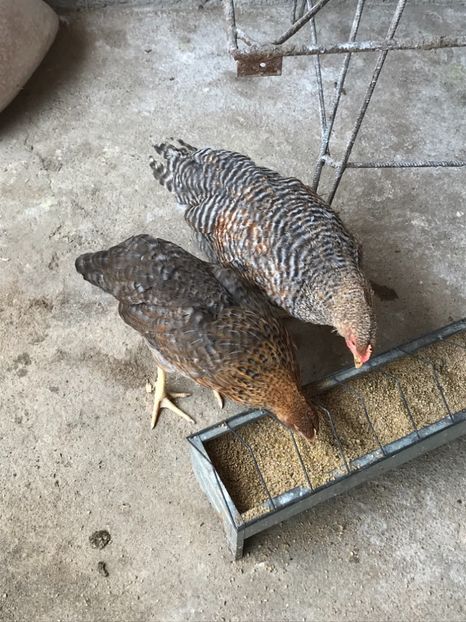 0C8346F5-51C1-4EFD-9E7D-AD24EC52A039 - Tineret 2018