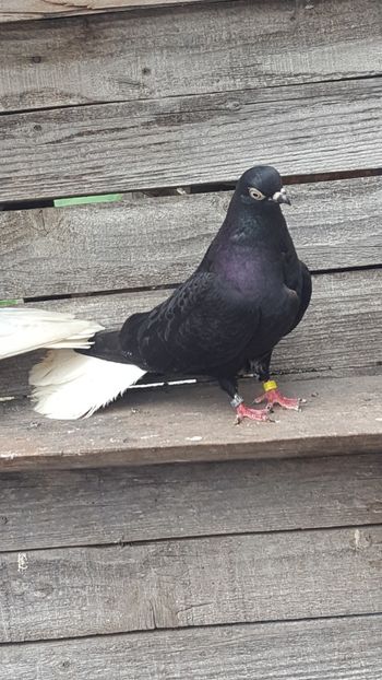  - 6-Negru Codalb Romanesc