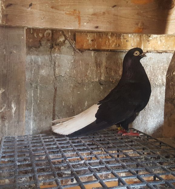  - 6-Negru Codalb Romanesc