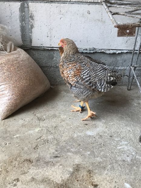 12D7A0F0-BEDB-4136-A3FB-448DA892CE39 - Bielefelder 2018