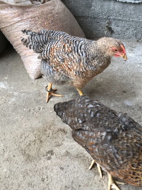 8C927CED-C6C2-46D5-A4F2-549FBF88A145 - Bielefelder 2018