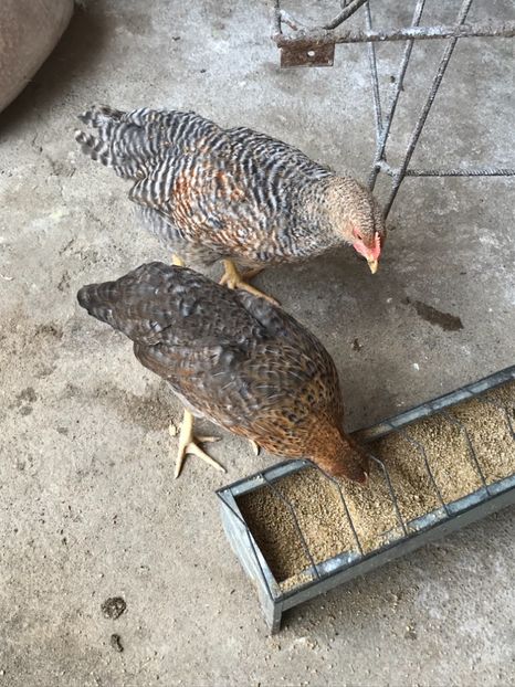 499D16B4-95BB-45E9-B46E-76D249795CDF - Bielefelder 2018