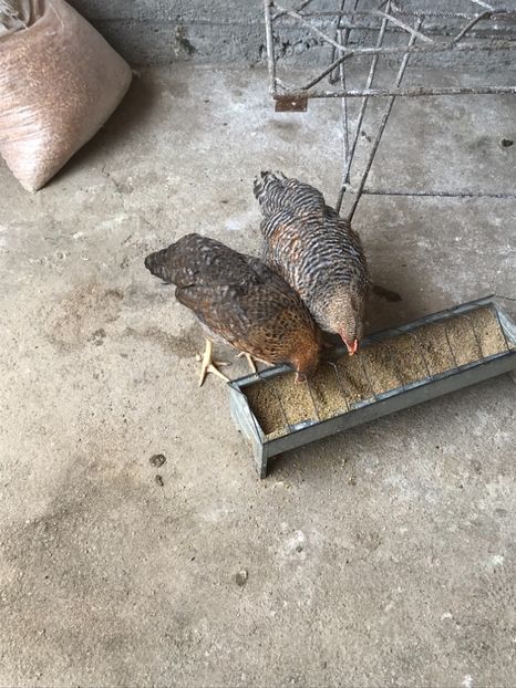 D0A00BC1-4EE7-4CCE-999F-A99DDC8B43D5 - Bielefelder 2018