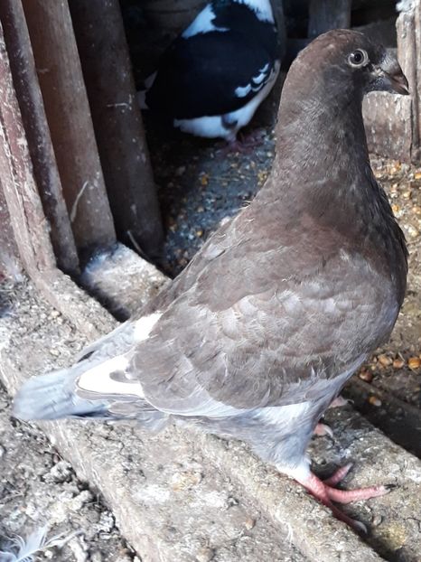  - Pui americani 2018