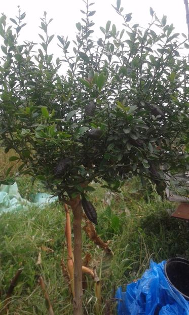 Citrus australasica - Plantele mele 2018