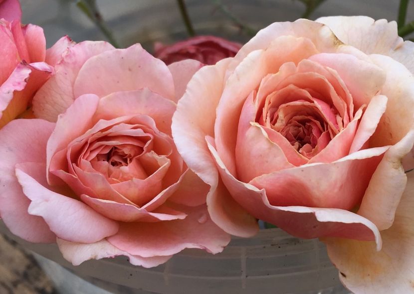  - Trandafiri Buchete