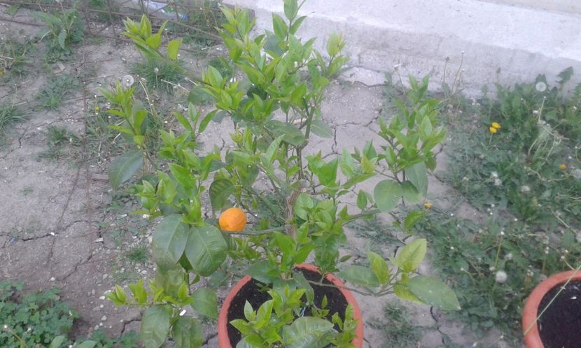 Citrus maery x sinensis doppio sanguino - Plantele mele 2018
