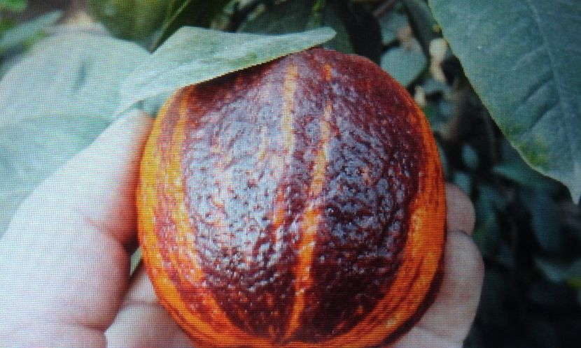 Citrus maery x sinensis doppio sanguino - Plantele mele 2018