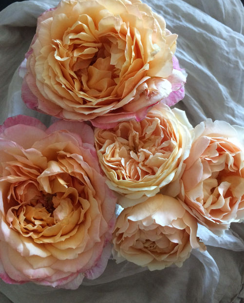 Capri, Crown PM - Trandafiri Buchete