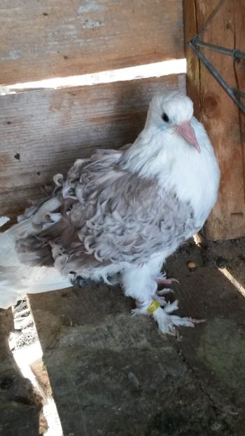 Argintiu - 07 Creti maghiari capaciti