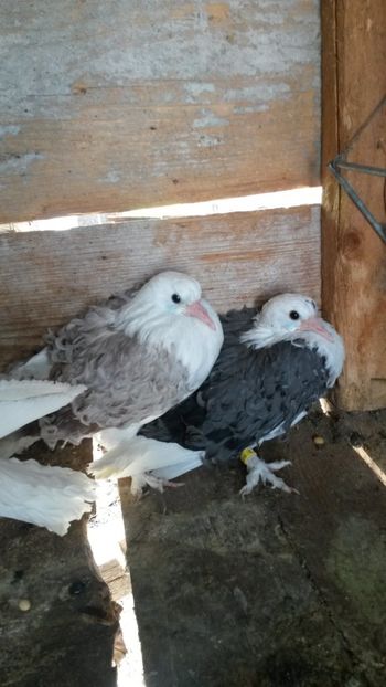 Argintiu-albastru - 07 Creti maghiari capaciti