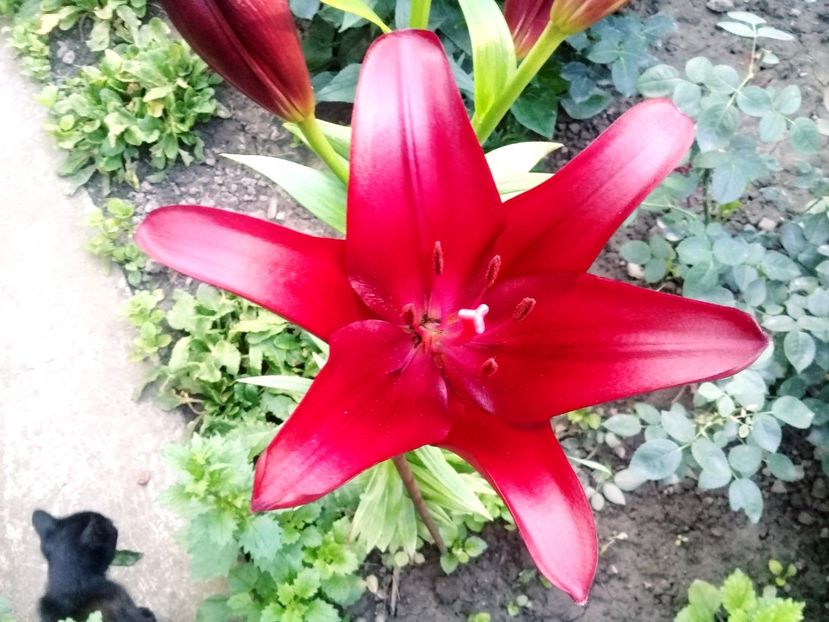  - Crini de gradina 2015- prezent