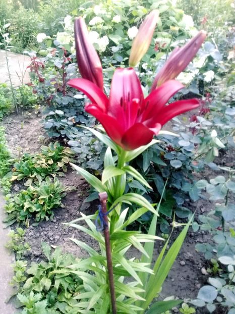  - Crini de gradina 2015- prezent