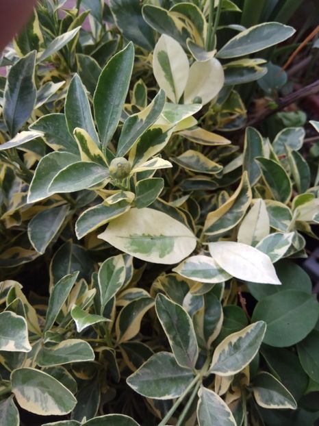 Calamondin variegat - 2018