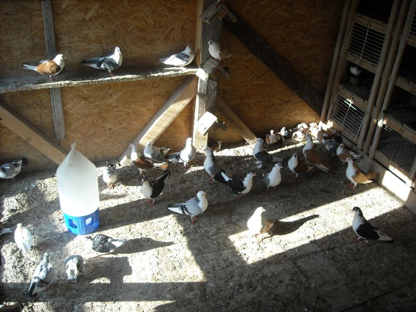  - DE PRIN PORUMBARIE