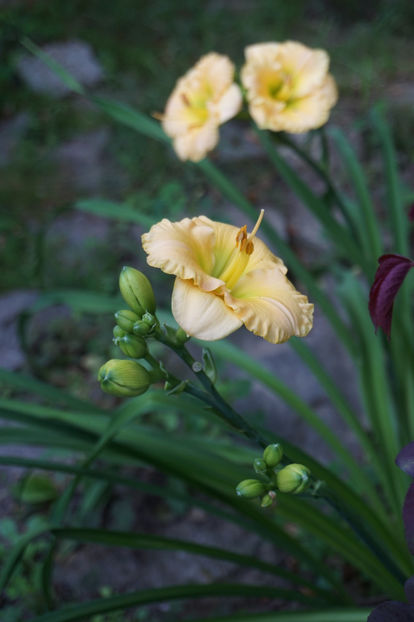 Childhood Treasure - Hemerocallis 2018- 2019