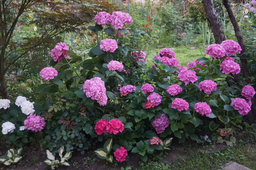  - Hortensii 2018- 2019