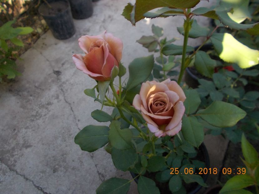  - TRANDAFIRI 2018