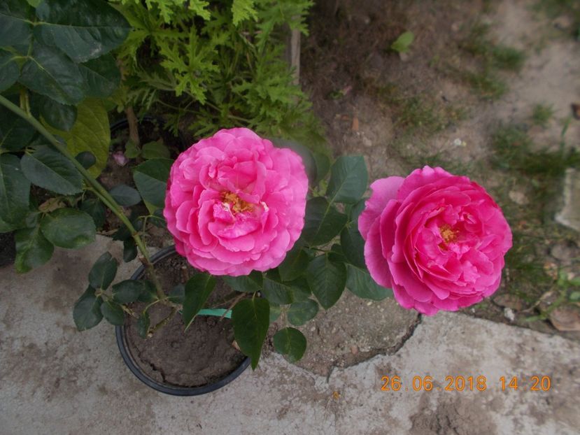 queen adelaide - TRANDAFIRI 2018