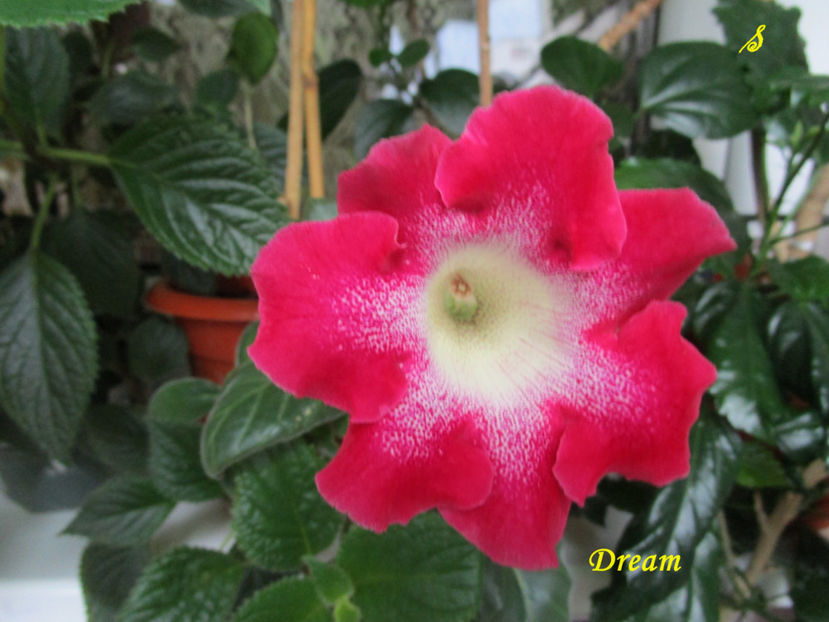 Dream1(27-06-2018) - Gloxinii 2018