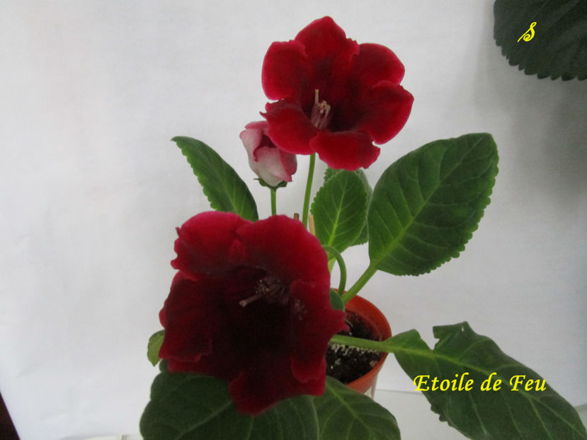 Etoile de Feu(27-06-2018) - Gloxinii 2018