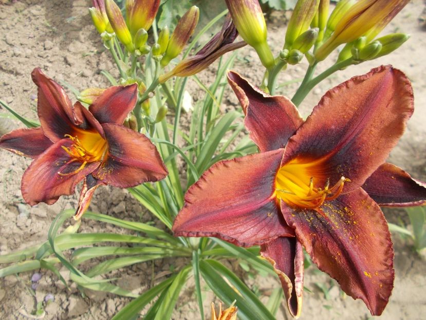 MAHOGANY WHISPERS - Hemerocallis 2018