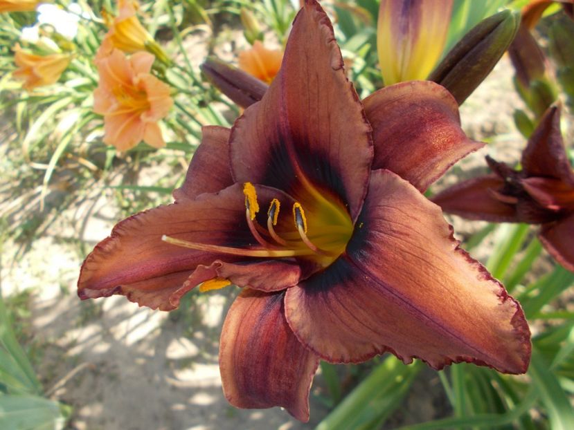  - Hemerocallis 2018