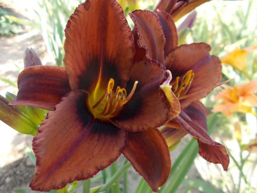  - Hemerocallis 2018