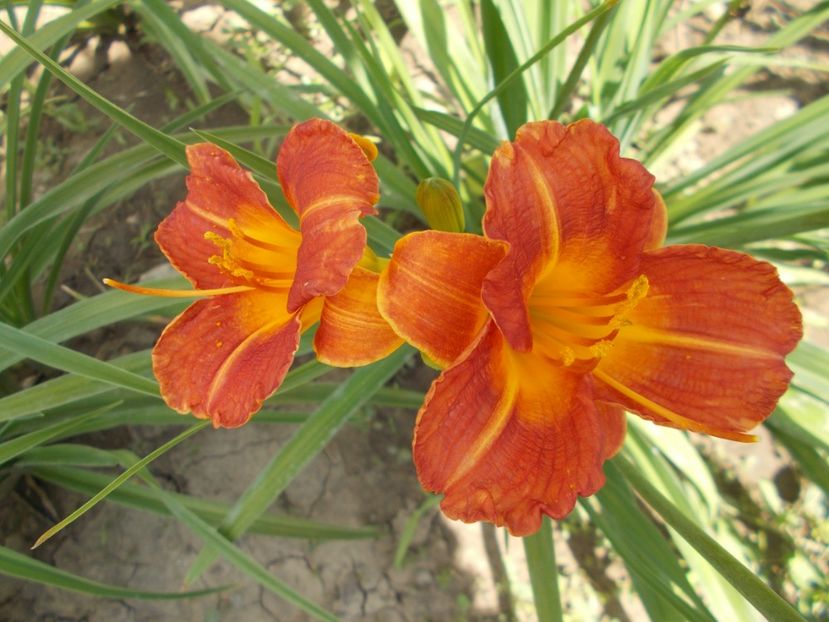  - Hemerocallis 2018