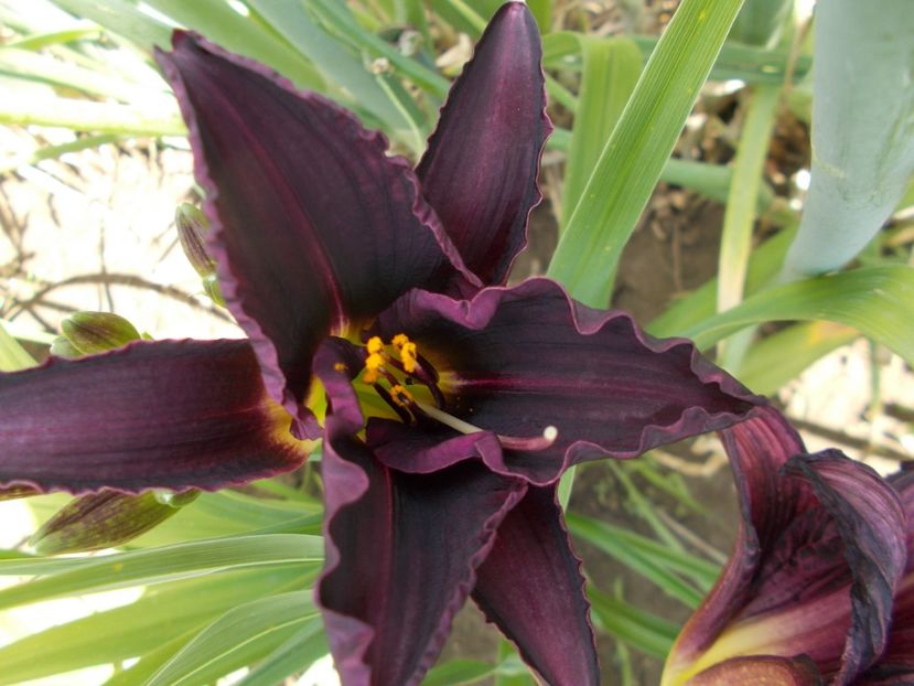 ???? - Hemerocallis 2018