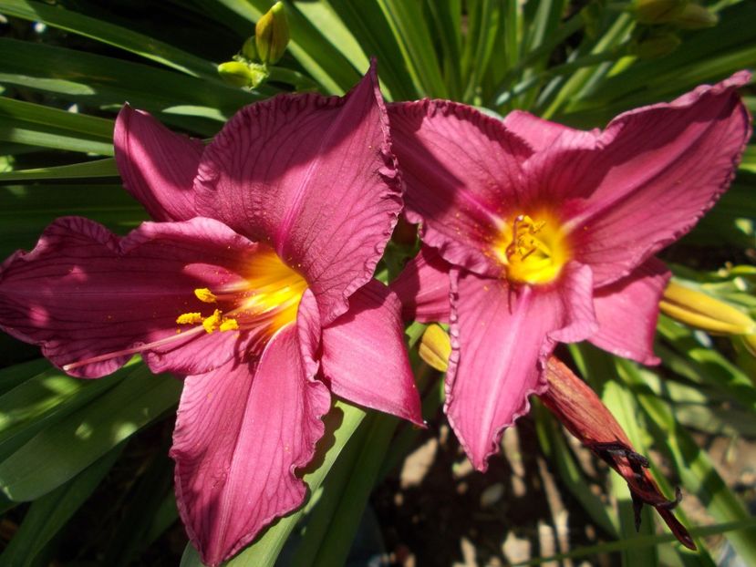  - Hemerocallis 2018