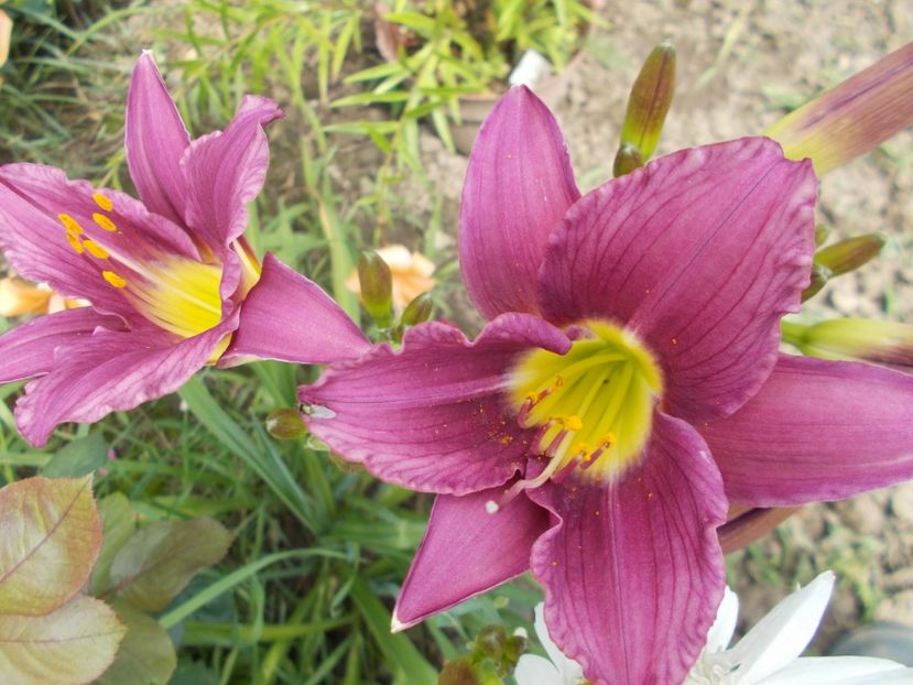 ???? - Hemerocallis 2018