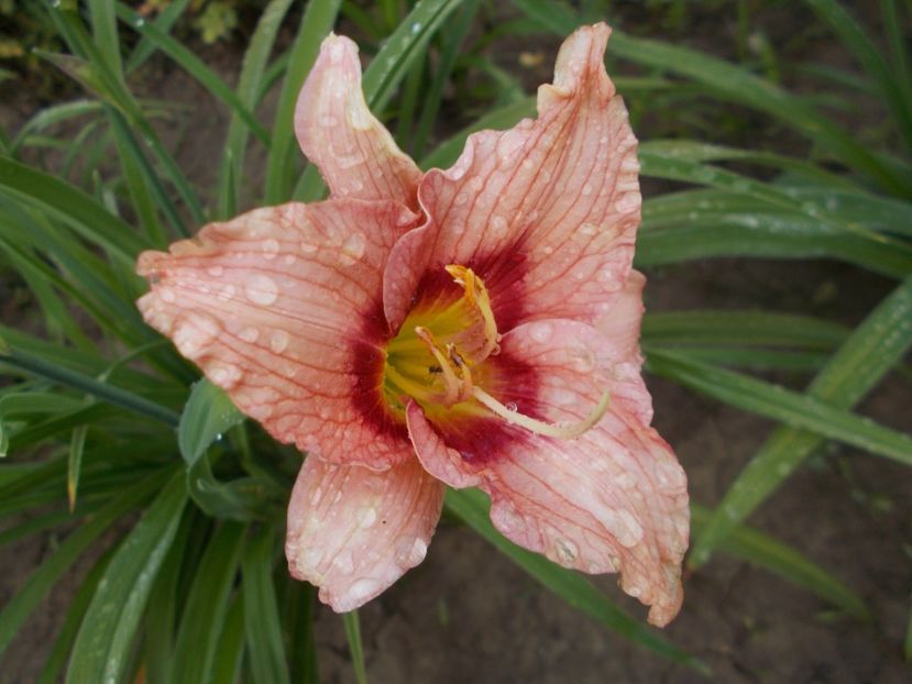 VUEVE JOYEUSE - Hemerocallis 2018