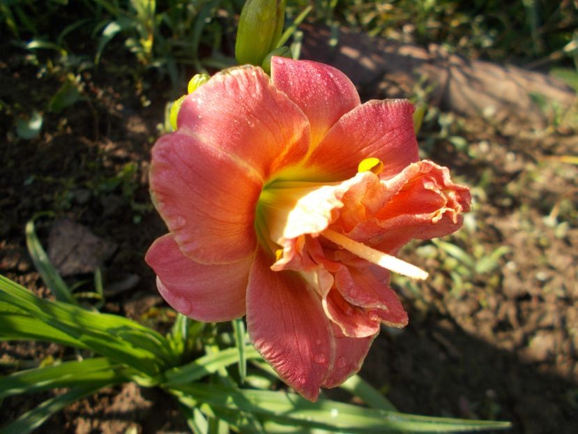 TWO TO TANGO - Hemerocallis 2018