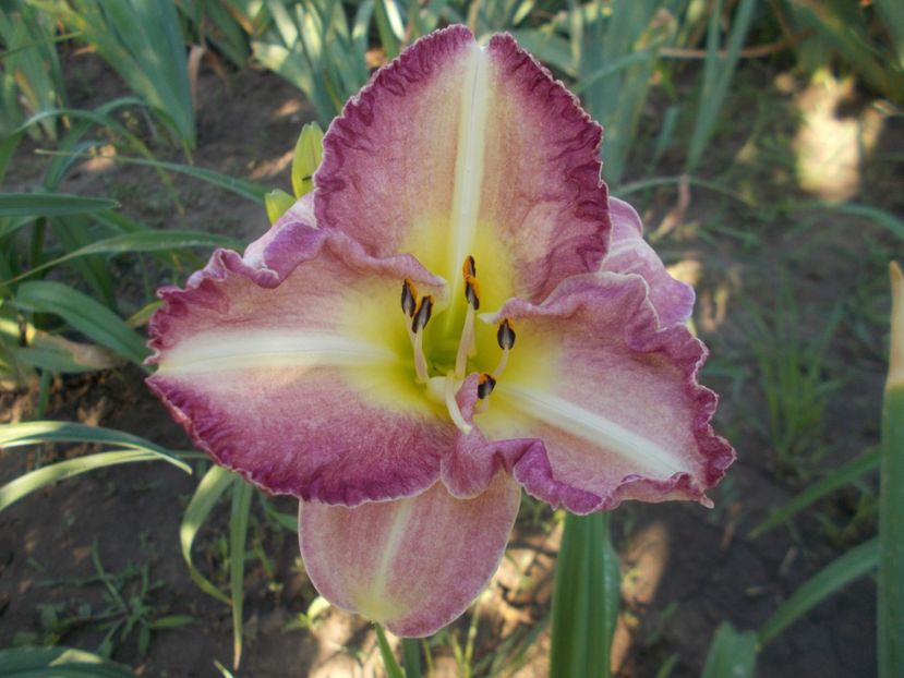 ???? - Hemerocallis 2018