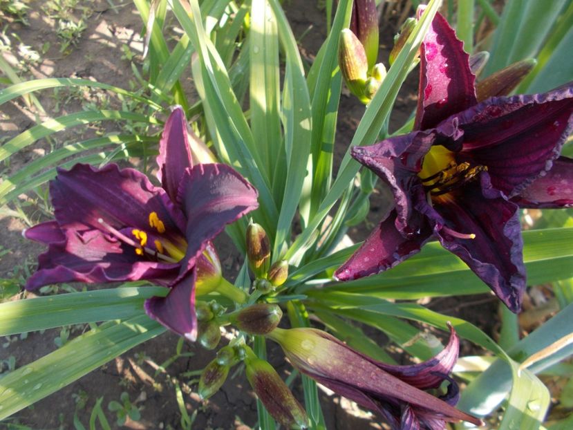 ???? - Hemerocallis 2018