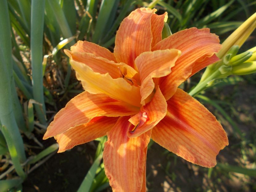 FULVA KWANSO - Hemerocallis 2018