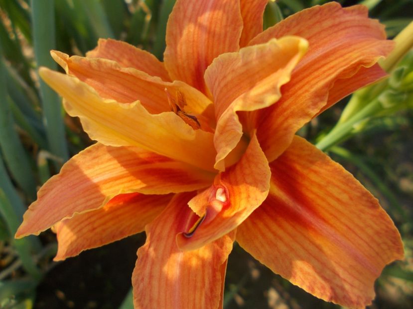  - Hemerocallis 2018
