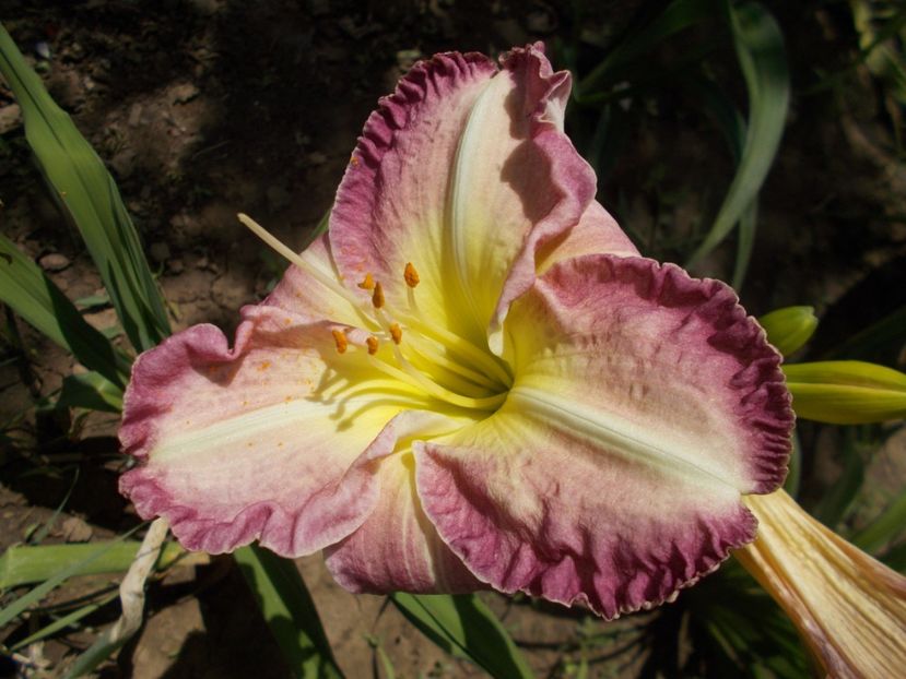  - Hemerocallis 2018