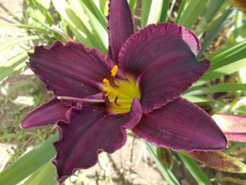  - Hemerocallis 2018