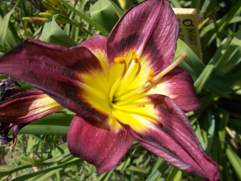  - Hemerocallis 2018