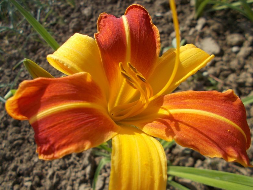  - Hemerocallis 2018