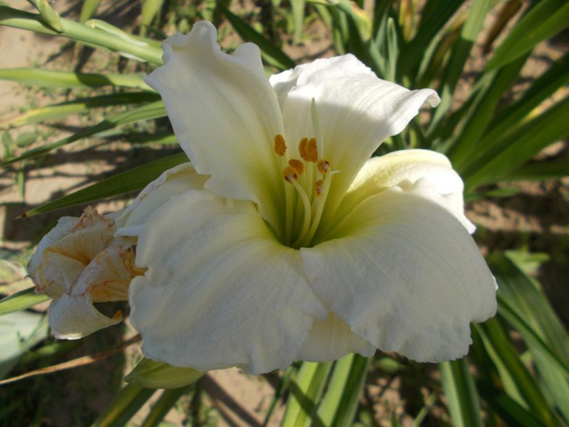 GENTLE SHEPHERD - Hemerocallis 2018