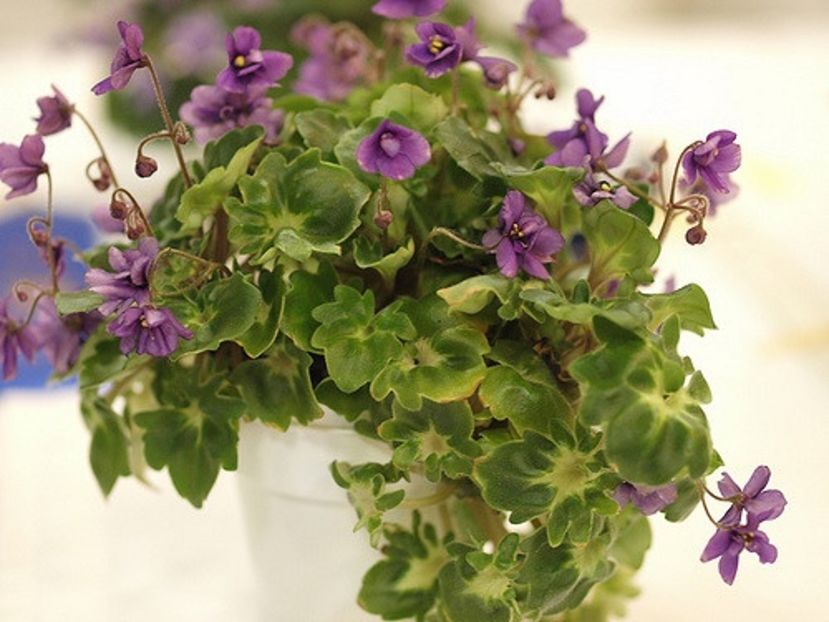 Ramblin Lassie - AAA Provizoriu