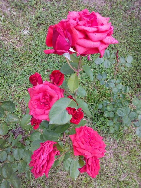  - TRANDAFIRI 2018-2019