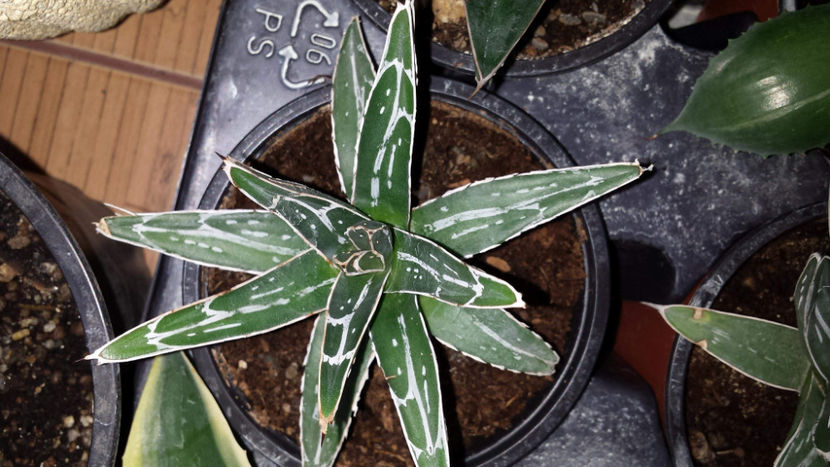 Agava Victoria Reginae 40 lei - Vandute