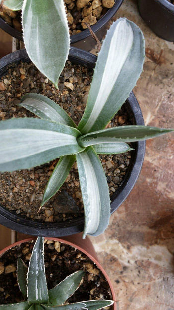 Agava Mediopicta Alba 30 lei - Vandute