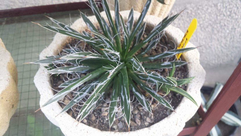 Pui dreapta Agave Toumeyana Bella 30 lei - Vandute